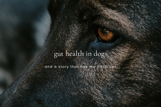 Gut Health in Dogs