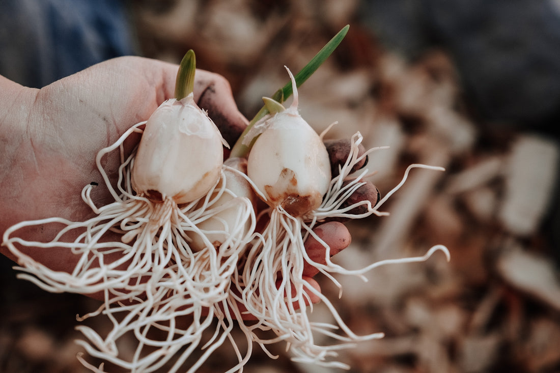 Our Living Homeschool with Garlic