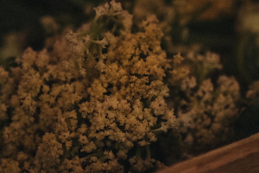 Healing from Antibiotics | 85